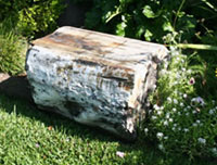 petrified wood for garden design