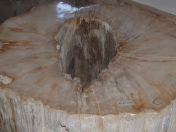petrified wood stool