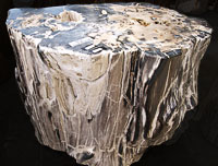 petrified wood table